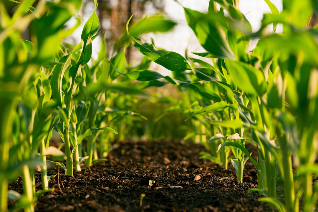 The 2024 Airdrop Farming Playbook: How to Catch the Next Big Token Drop