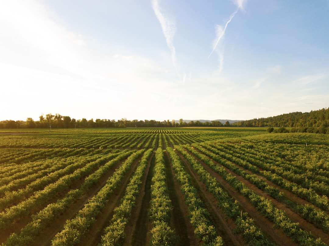 Airdrop Farming: How to Turn Free Tokens into Serious Gains